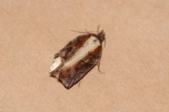 Seljeflatvikler (Acleris hastiana)