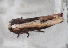 Red Sword-grass (Xylena vetusta)