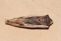 Red Sword-grass (Xylena vetusta)