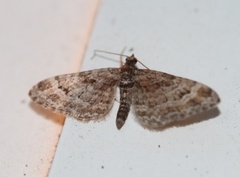 Double-striped Pug (Gymnoscelis rufifasciata)