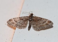 Double-striped Pug (Gymnoscelis rufifasciata)