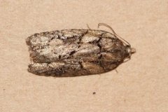 Granflatvikler (Acleris abietana)