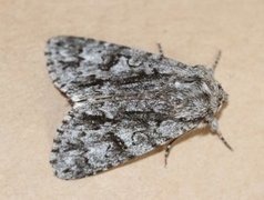 Broket kveldfly (Acronicta auricoma)