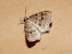 Welsh Wave (Venusia cambrica)