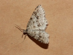 Welsh Wave (Venusia cambrica)