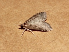 Buskengmott (Udea prunalis)