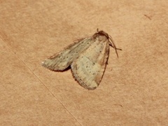 Small Dotted Buff (Photedes minima)