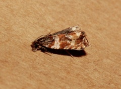 Thyme Marble (Celypha cespitana)