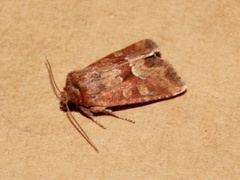 Rødgult engfly (Oligia fasciuncula)