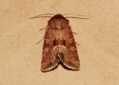Rødgult engfly (Oligia fasciuncula)