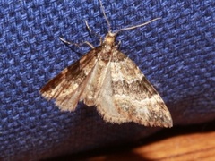 Barred Carpet (Martania taeniata)