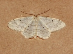 Randengmåler (Idaea biselata)