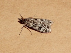 Ground-moss Grey (Eudonia truncicolella)