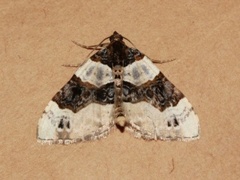 Purple Bar (Cosmorhoe ocellata)