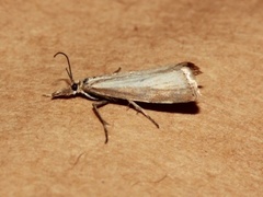 Pearl Veneer (Agriphila straminella)