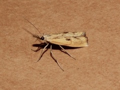 Barred Grass-veneer (Agriphila inquinatella)
