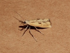 Gul nebbmott (Agriphila inquinatella)