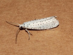 Heggspinnmøll (Yponomeuta evonymella)