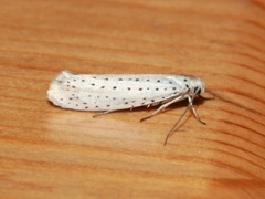 Bird-cherry Ermine (Yponomeuta evonymella)