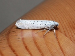 Heggspinnmøll (Yponomeuta evonymella)