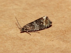 Engprydvikler (Celypha cespitana)