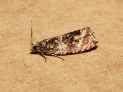 Thyme Marble (Celypha cespitana)