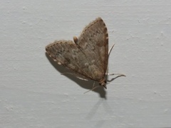 Dusky Pearl (Udea prunalis)