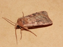 Six-striped Rustic (Xestia sexstrigata)