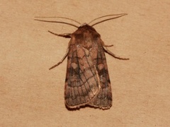 Six-striped Rustic (Xestia sexstrigata)