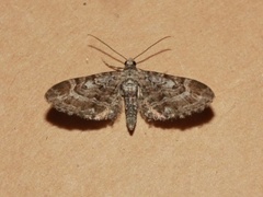 Lyngdvergmåler (Eupithecia nanata)