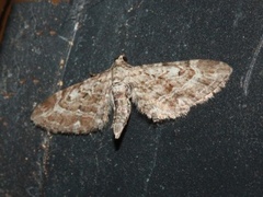 Lyngdvergmåler (Eupithecia nanata)