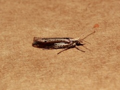 White-shouldered Smudge (Ypsolopha parenthesella)