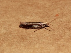 Ypsolopha parenthesella