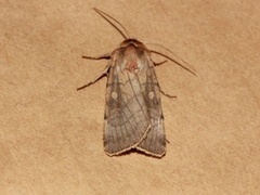 Six-striped Rustic (Xestia sexstrigata)