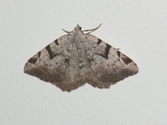 The V-Moth (Macaria wauaria)