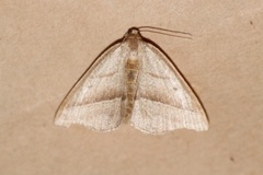 Brown Silver-line (Petrophora chlorosata)