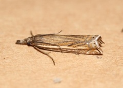 Smalstreknebbmott (Crambus lathoniellus)