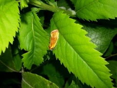 Brassy Tortrix (Eulia ministrana)