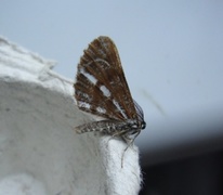 Bordered White (Bupalus piniaria)