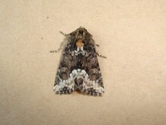 Marbled Minor (Oligia strigilis)