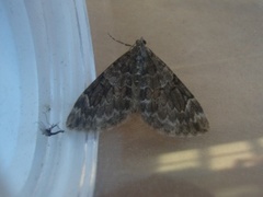 Spruce Carpet (Thera variata)
