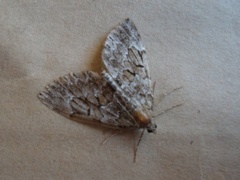 Spruce Carpet (Thera variata)