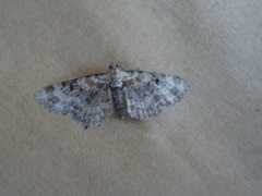 Revebjelledvergmåler (Eupithecia pulchellata)