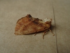 Coxcomb Prominent (Ptilodon capucina)
