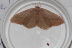 Barred Red (Hylaea fasciaria)