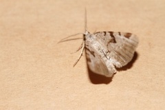 The V-Moth (Macaria wauaria)
