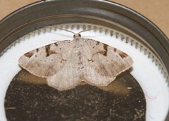 The V-Moth (Macaria wauaria)