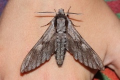 Pine Hawk-moth (Sphinx pinastri)