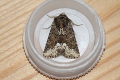 Marbled Minor (Oligia strigilis)