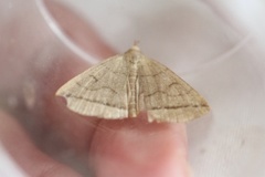 The Fan-foot (Herminia tarsipennalis)